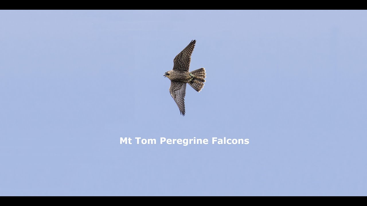 Mt Tom Peregrine Falcons