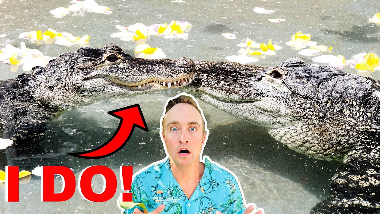World's First Alligator Wedding!