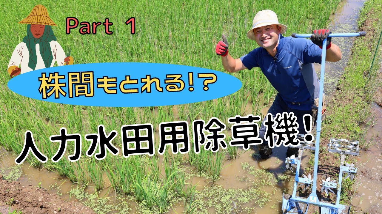【自然稲作】人力水田用除草機！「株間」の草取りもできる画期的な除草機！PART1