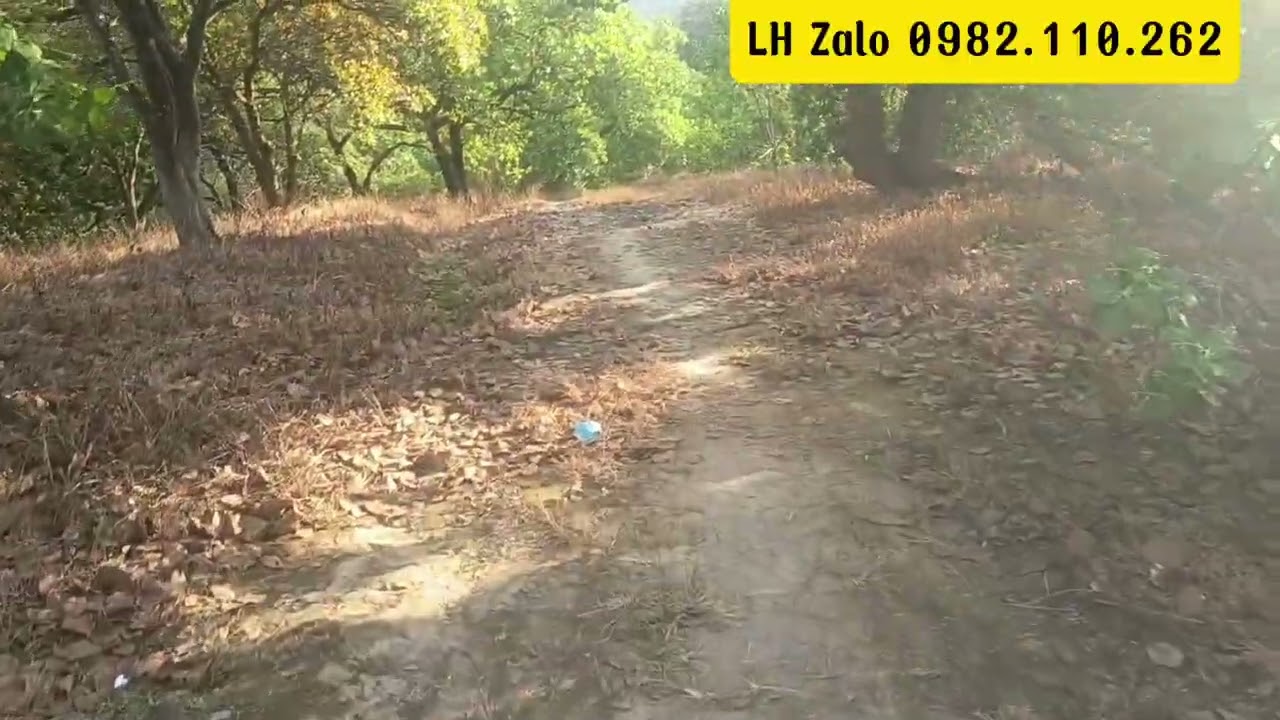 bán 2,2ha điều và cao su đục có 200m đường đất oto tới rẫy phú  riềng đồng nai LH sđt 0982.110.262