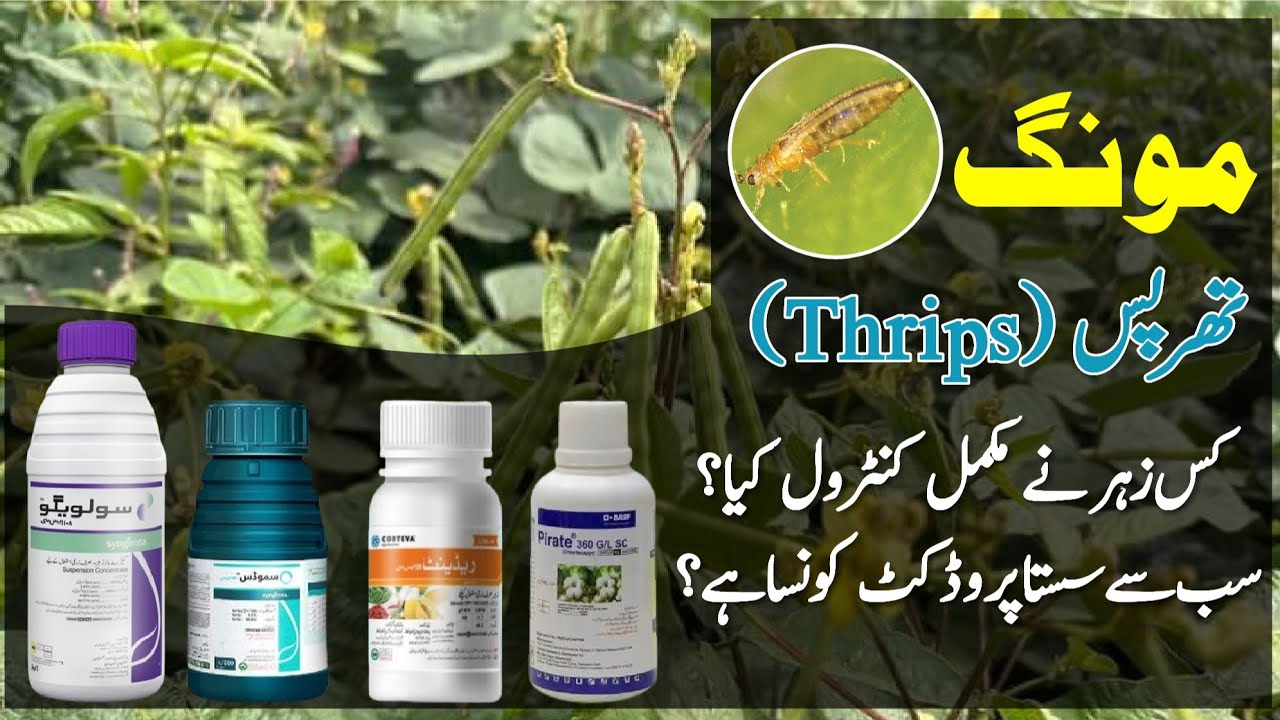 Best Product for Thrips Control in Mungbean Crop || Moong || Crop Informer