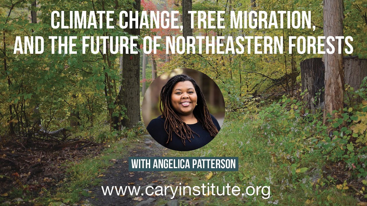 Climate Change, Tree Migration, and the Future of Northeastern Forests