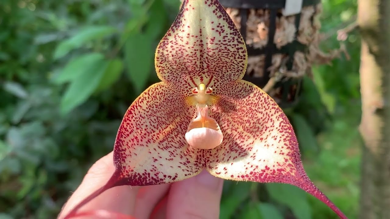 Dracula hirtzii