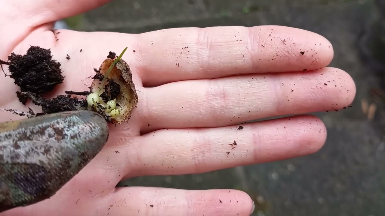 Hoe Stek je Lelie (Lilium) met Schalen in een Zakje 🌱 + 1,5 Maand Update & Stekjes Planten
