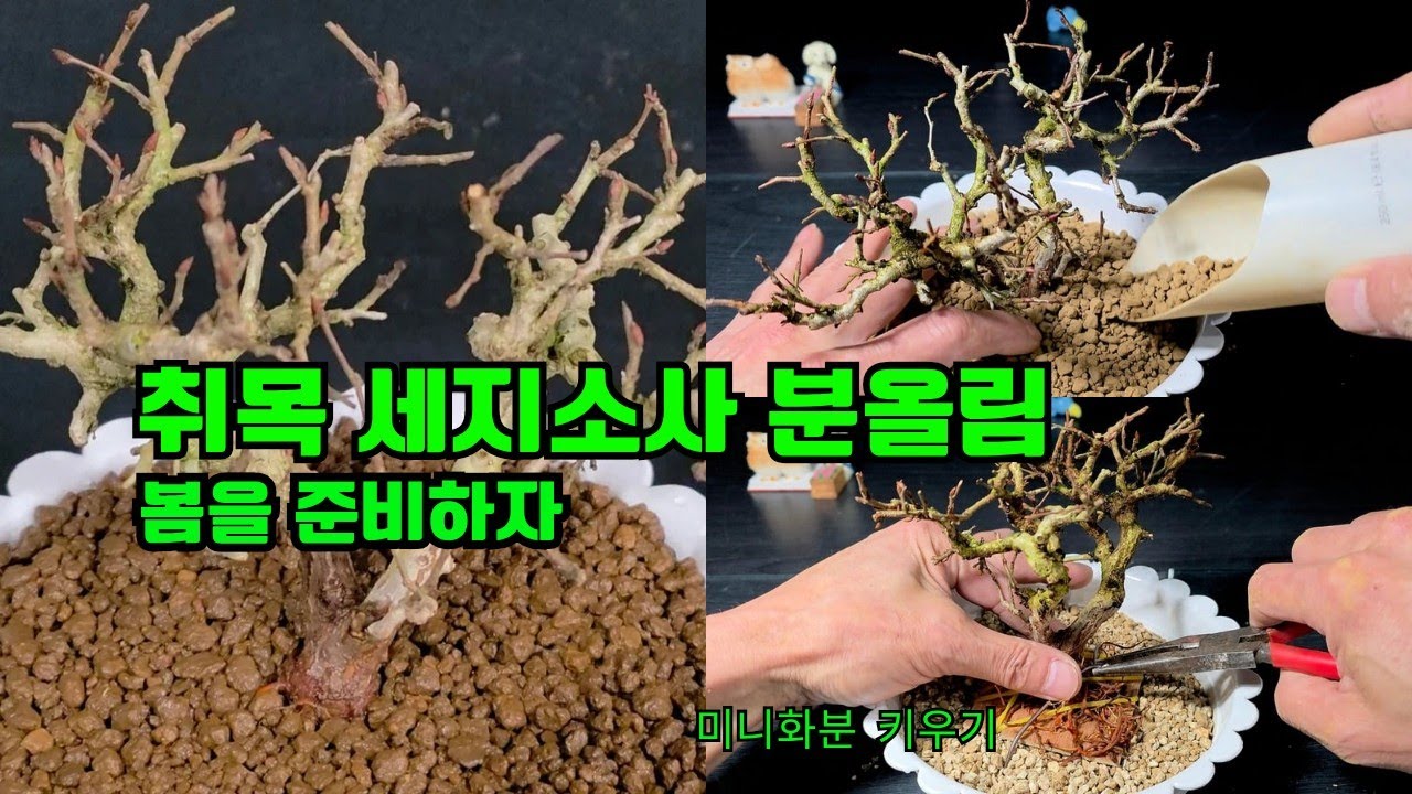 초보가 하는 취목 세지소사 분올림 #미니화분 #세지소사 #분올림