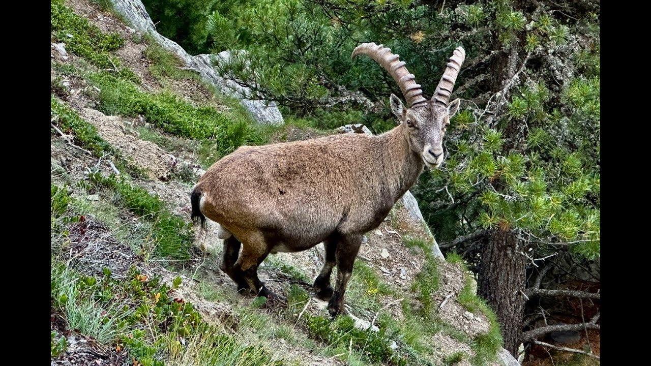 Höhenweg von Saas-Fee nach Grächen - Tour Monte Rosa 2023