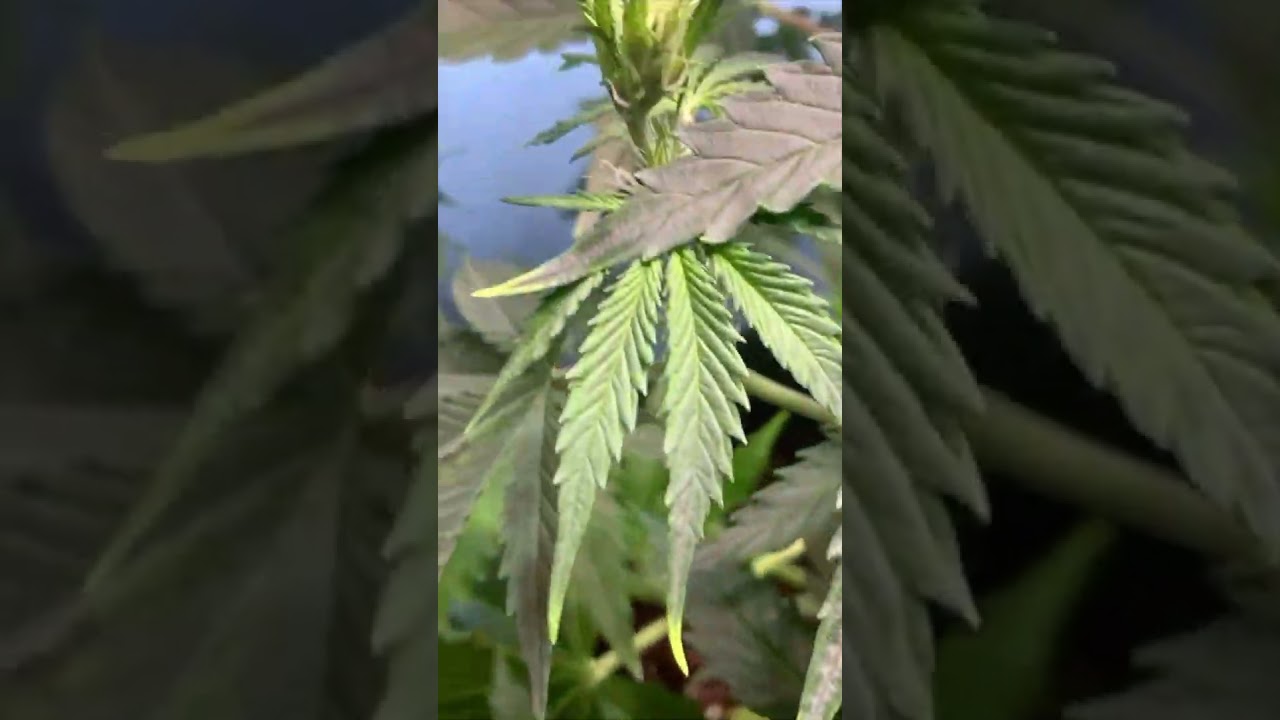 Day 36 - Close-Up on the Buds 🌼🔍 #cannabisgrow #ogkush #shorts