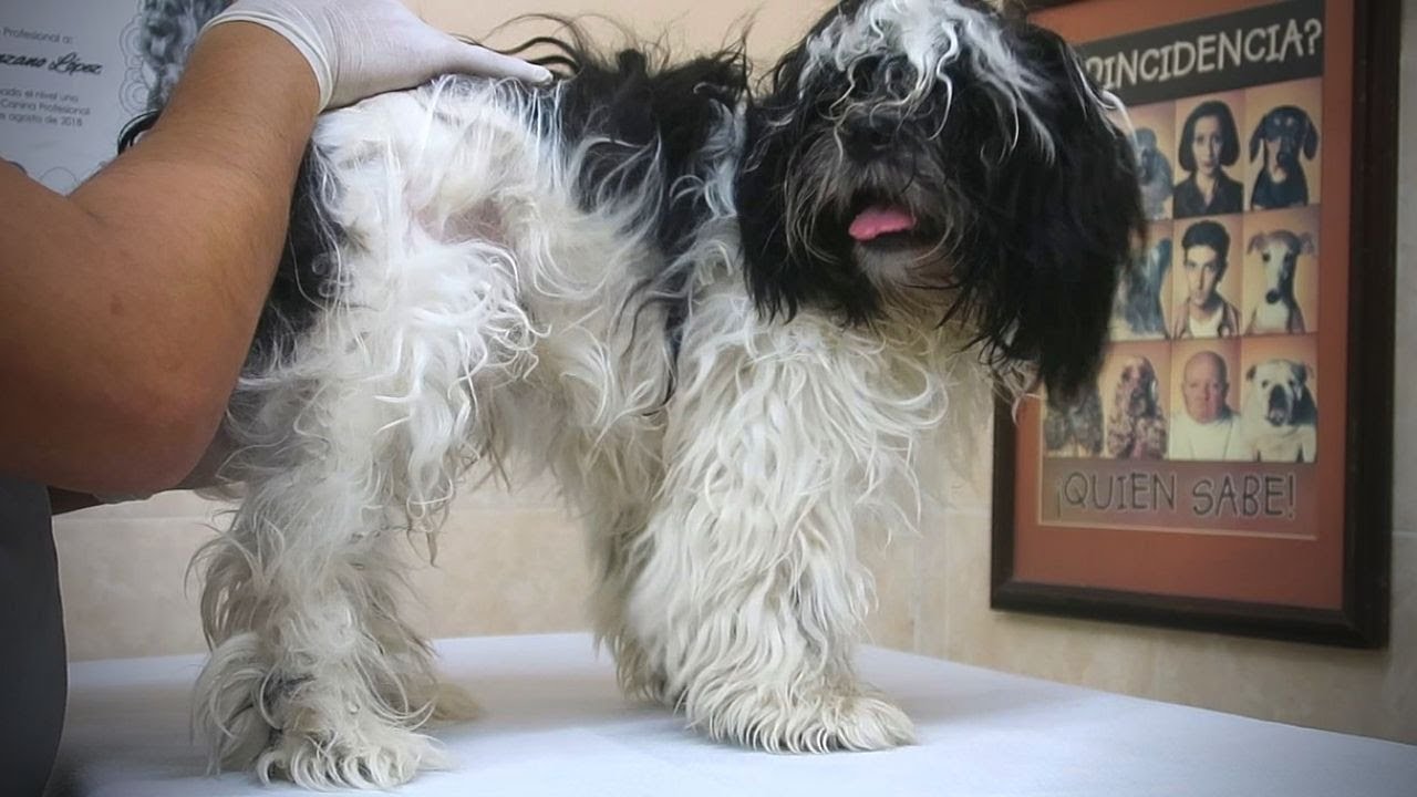 Cómo desenredar a un perro lleno de nudos / Recuperación de manto