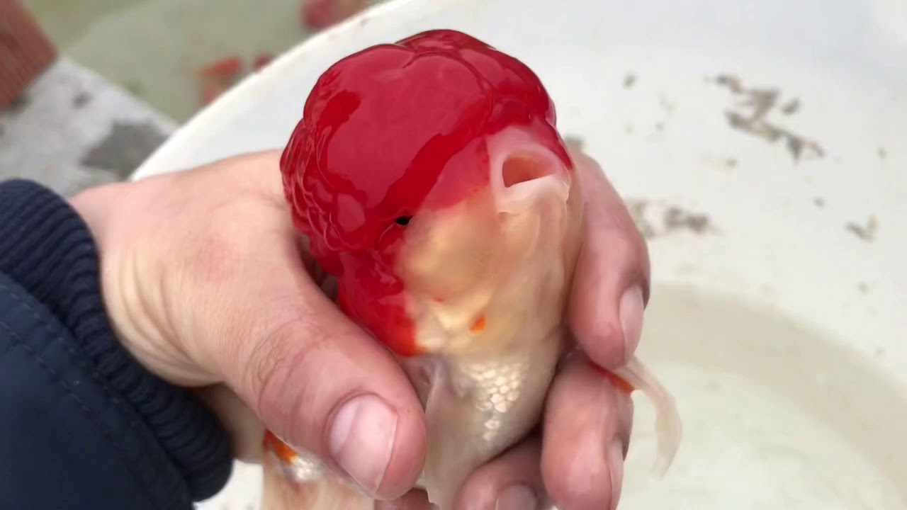 Oranda Japon Balığı Üretim Çiftliği. Balıklar Yumurta Döküyor