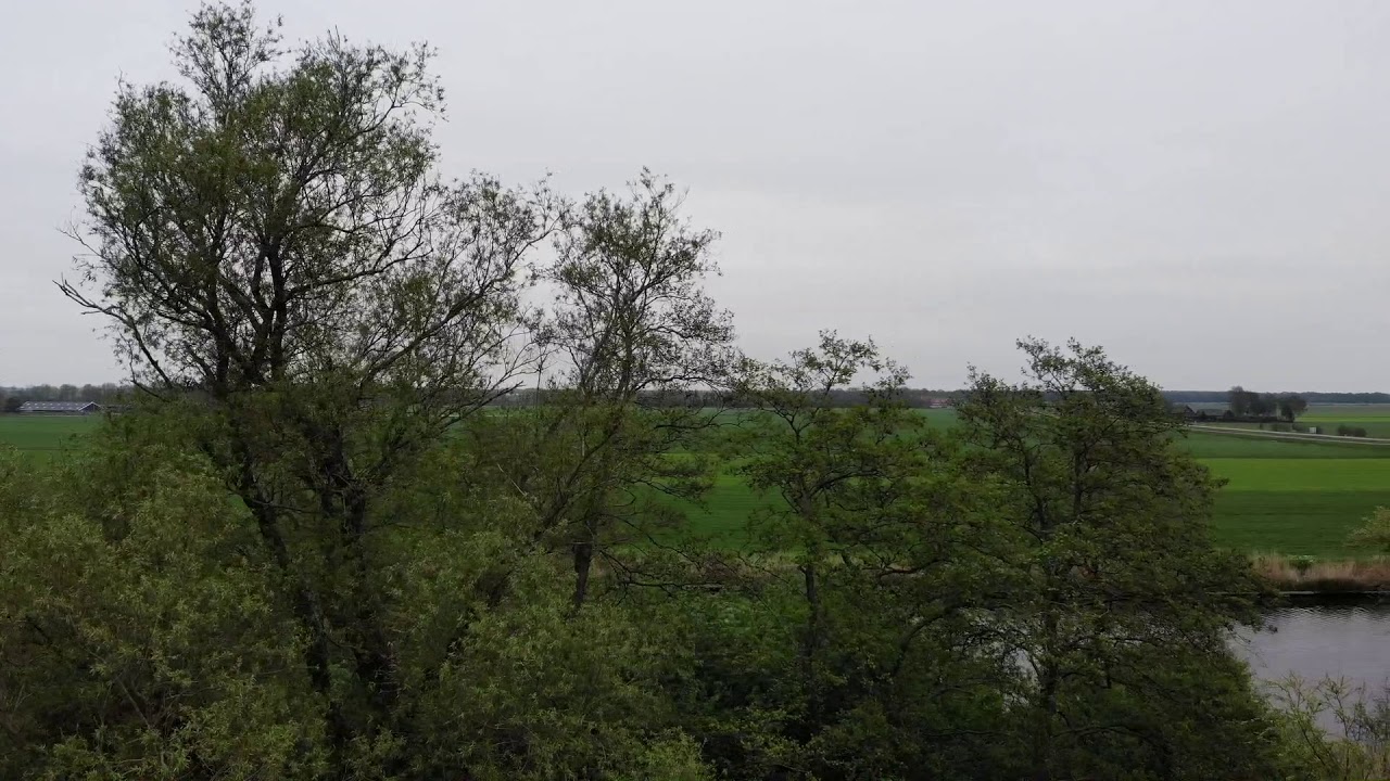 Koolzaadstroken