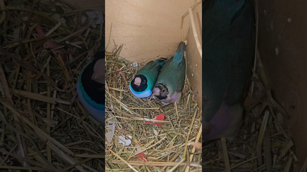 амадины гульда птенцы #amadina #амадины #gouldianfinch #птицы #размножение #shorts