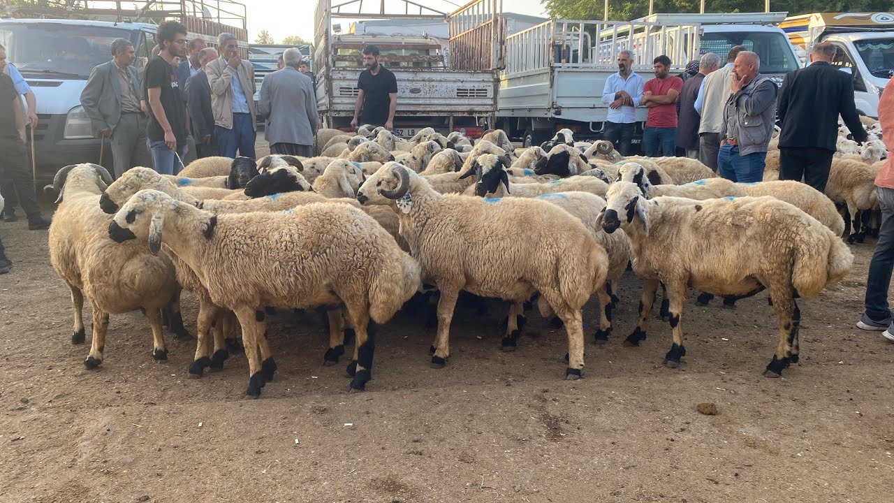 9 Haziran kurbanlık koç fiyatlar Toklu  kuzu fiyat