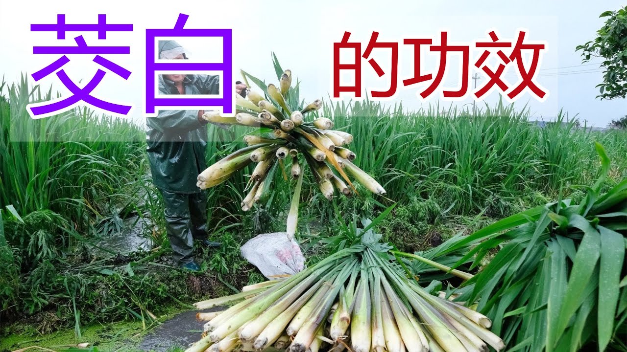 茭白的功效和作用，茭白食疗方法,茭白食用禁忌