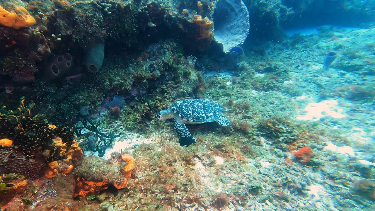 Cozumel Diving
