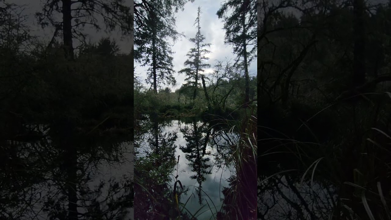 Reflections in a forest pool with birdsong in the trees. 