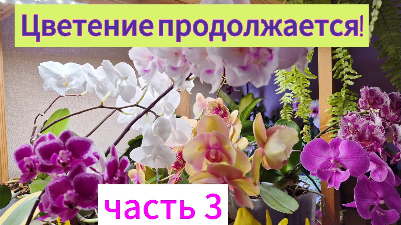 Цветение продолжается!😋🥰🌺🪻Часть3!#цветущиеорхидеи #orchid #flowers 