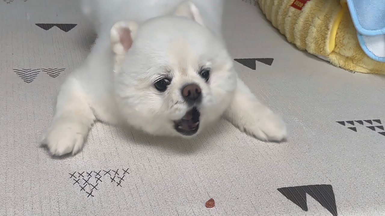 약 한번 먹이기가 이렇게 힘든 금쪽같은 내 강아지..