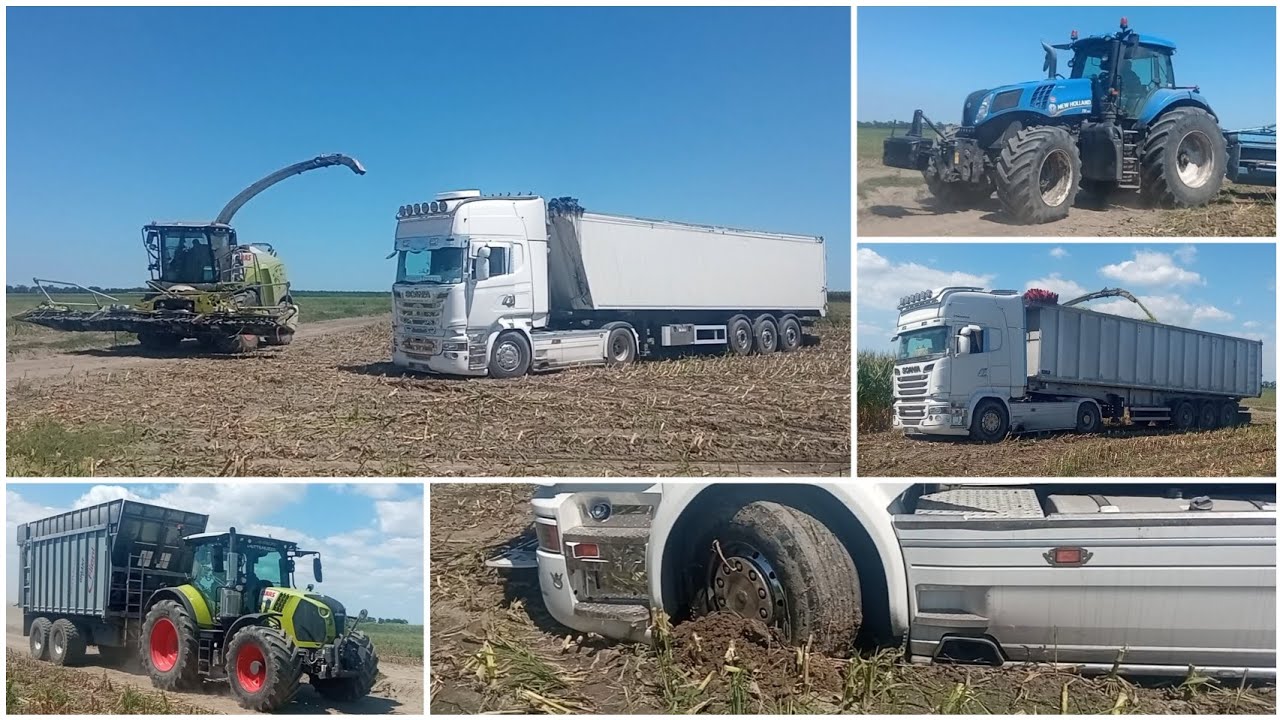Trinciatura Mais 2025 #1 | Corn Silage | Pure Sound + Mud | Team Pettenuzzo 
