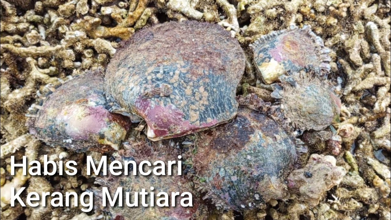 Mencari Kerang Mutiara Di Saat Air Laut Surut Dan Menemukan Beberapa Jenis Kerang