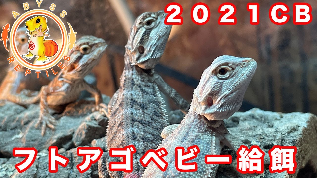 2021フトアゴベビーに給餌したよ！！