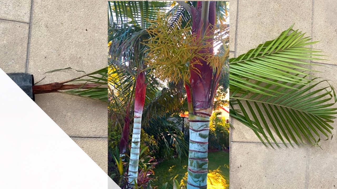 E0045 dypsis leptocheilosنخيل ديبسيس ليبتوشيلوس