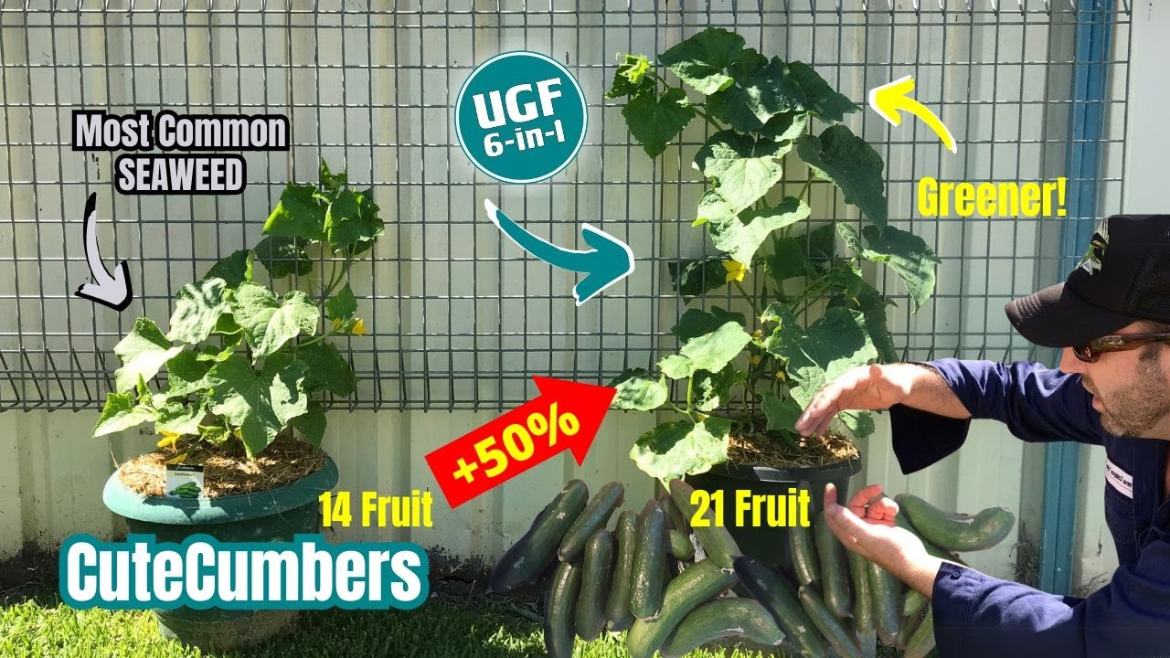 50pc More Growth & Fruit in Mini Cucumbers aka Qukes