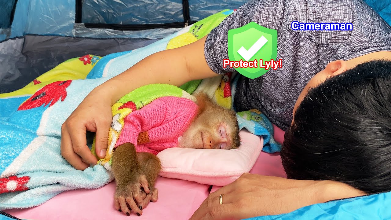 How touching! Lyly the monkey is sleeping soundly in the safe arms of the cameraman.
