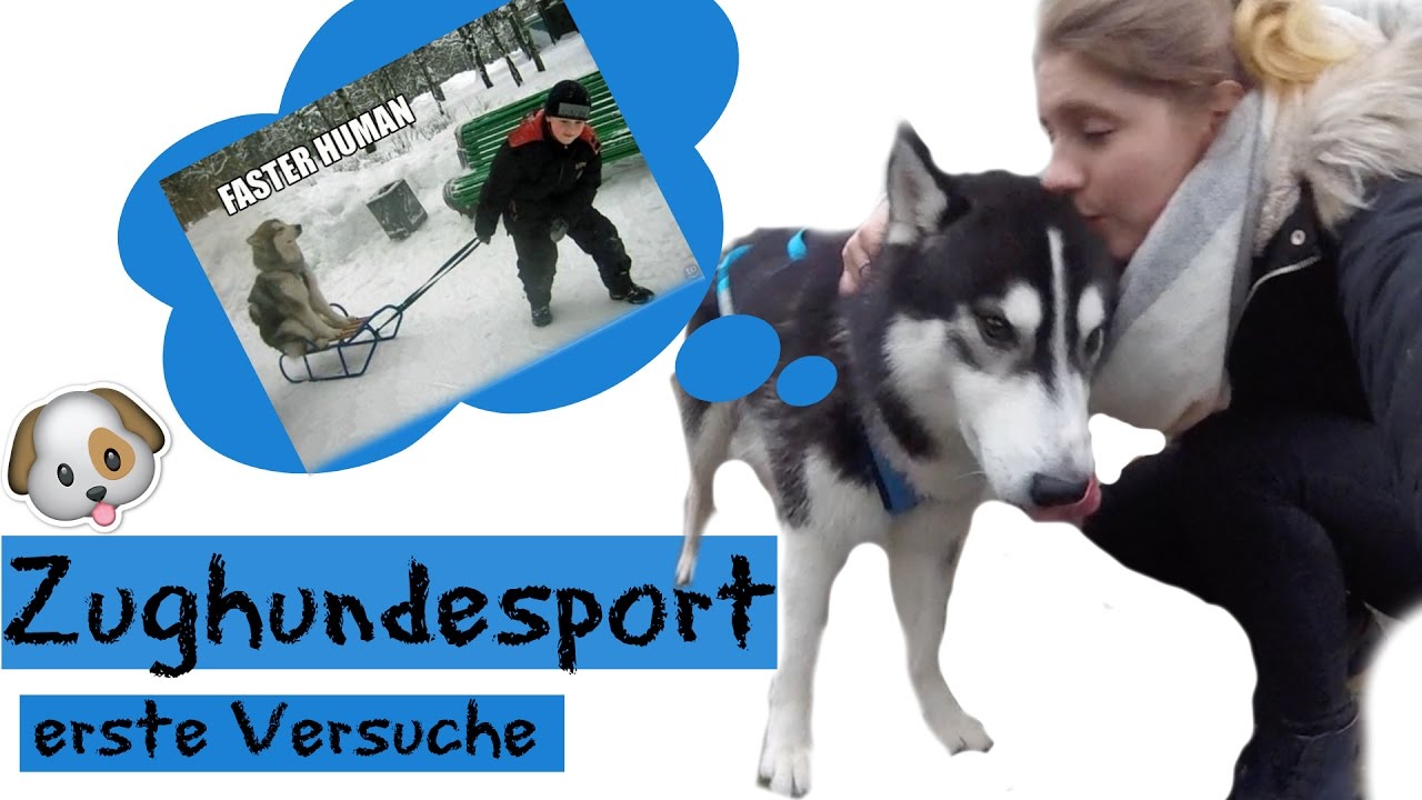 Erste Versuche beim ZUGHUNDESPORT am Fahrrad I Schlittenhund I Husky I KENJI ☆ I ellylicious♡