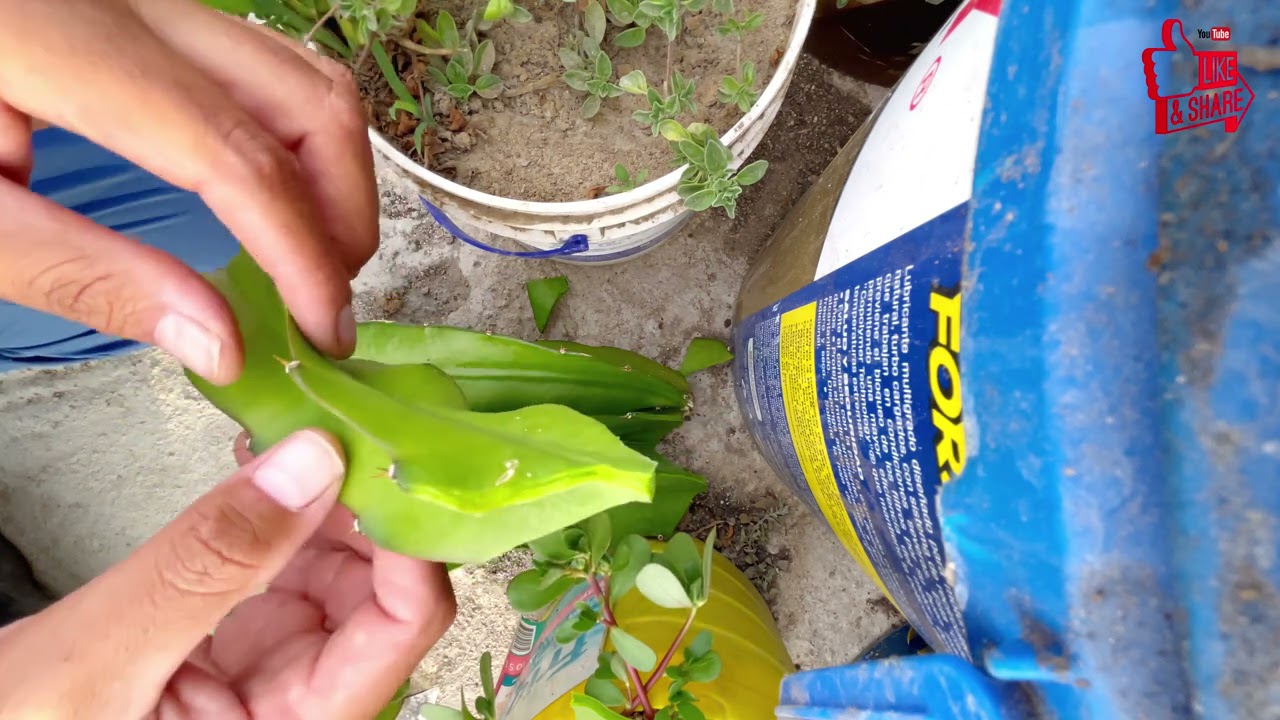 Enraizar  ESQUEJES de PITAHAYAS que no ESTÉN MADUROS ⚠️😰