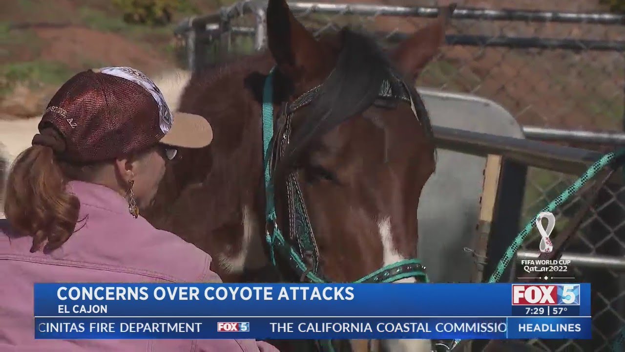 Concerns Over Coyote Attacks