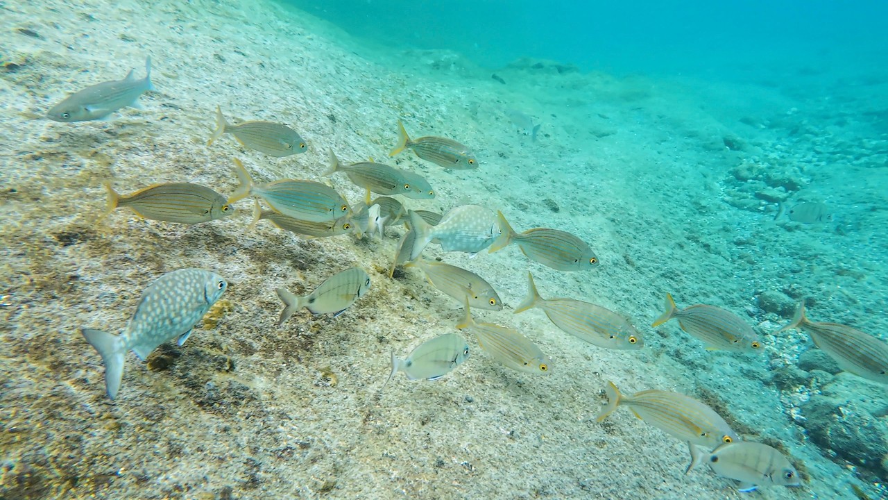 Submerged Serenity (Vila Franca Islet, Azores)