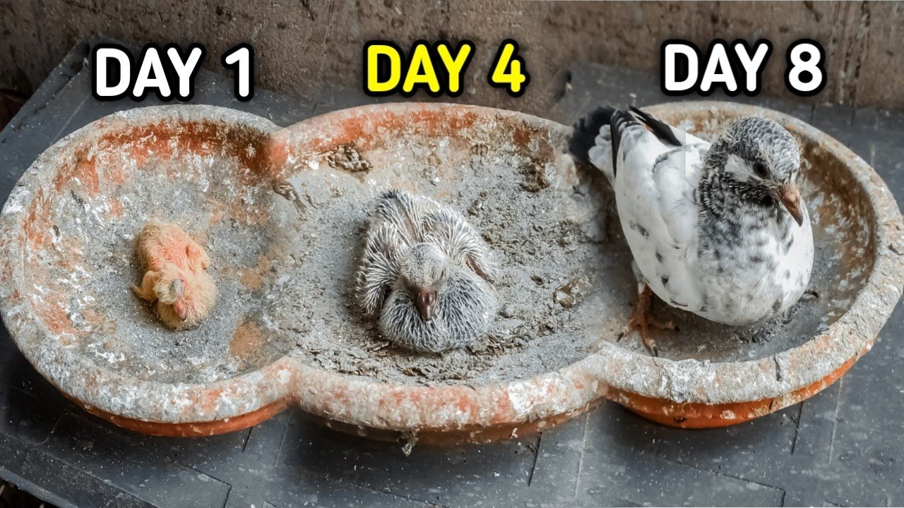 কবুতরের বাচ্চা দ্রুত বড় করার উপায় মাত্র ৮ দিনে | Raise a baby pigeon in just 8 days