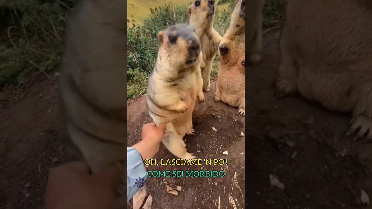 Le marmotte e le mano #shorts