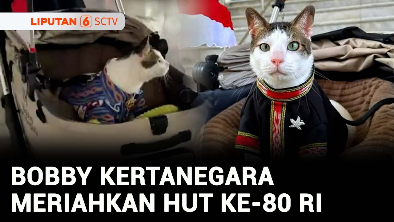 Ikut Upacara HUT ke-80 RI, Bobby Kertanegara Kenakan Pakaian Adat | Liputan 6