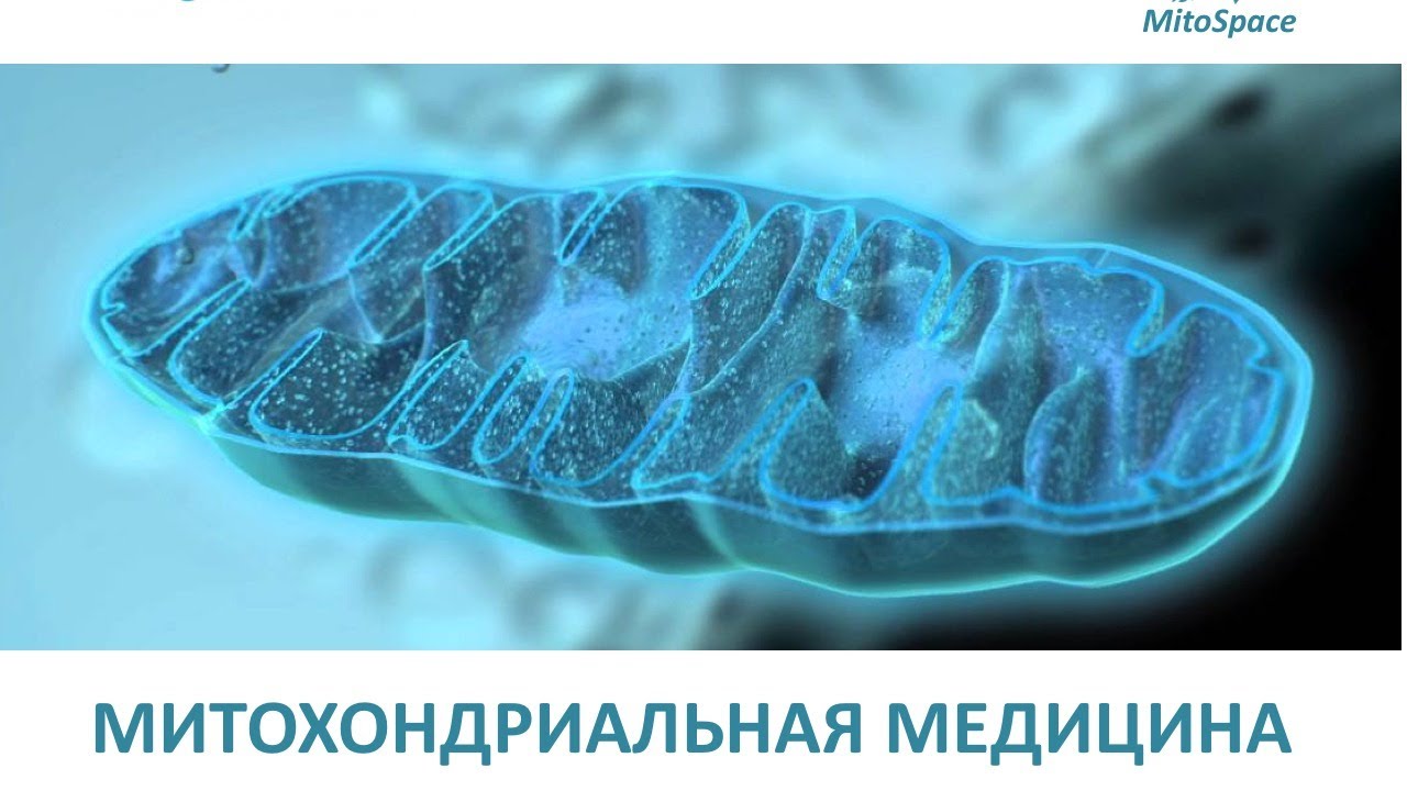 Митохондриальная медицина. Ольга Борисова.