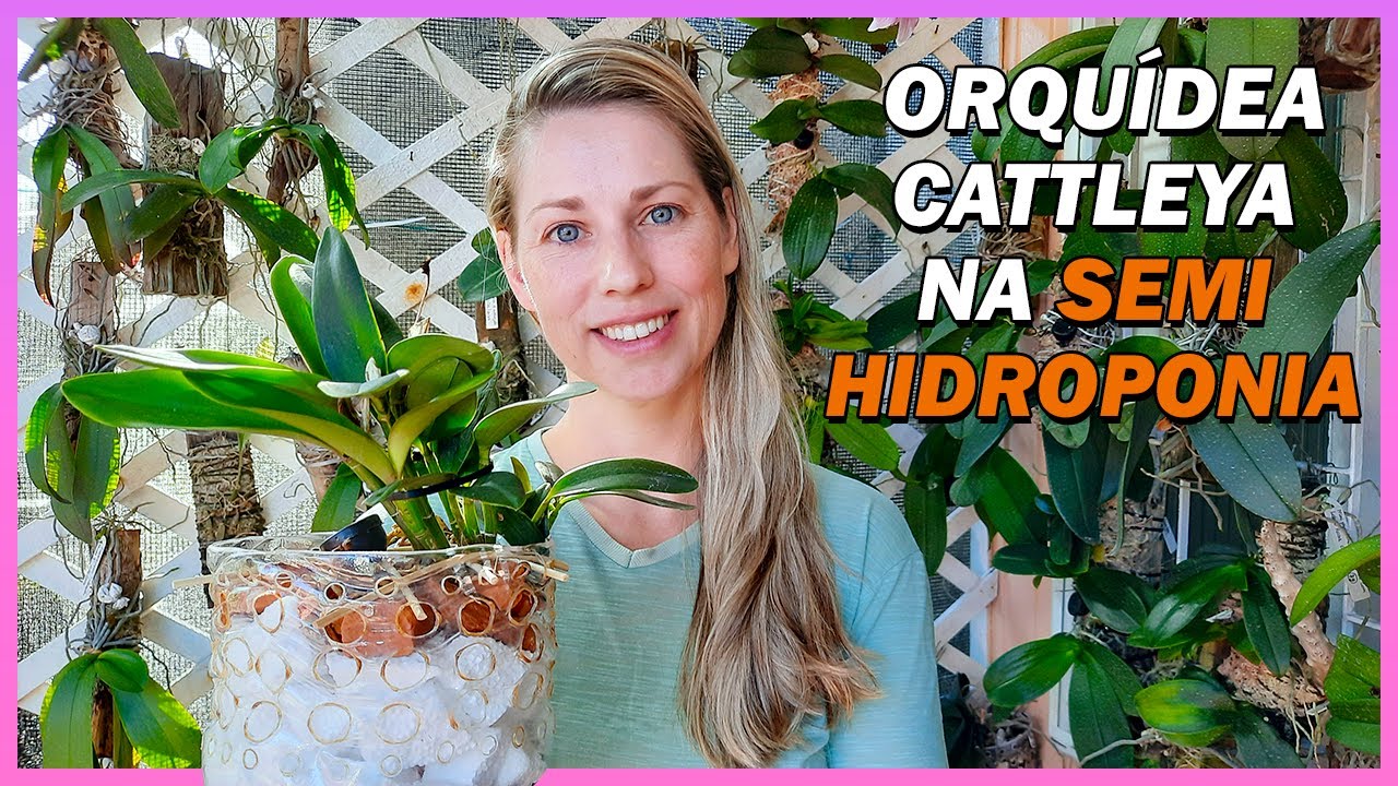 Como plantar Orquídea Cattleya na semi hidroponia