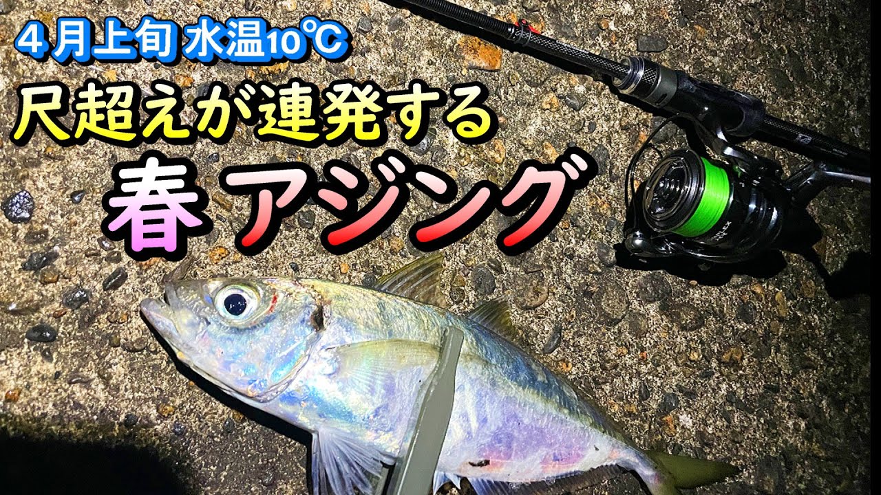 ４月　春のアジング　尺オーバー連発のアジ釣り