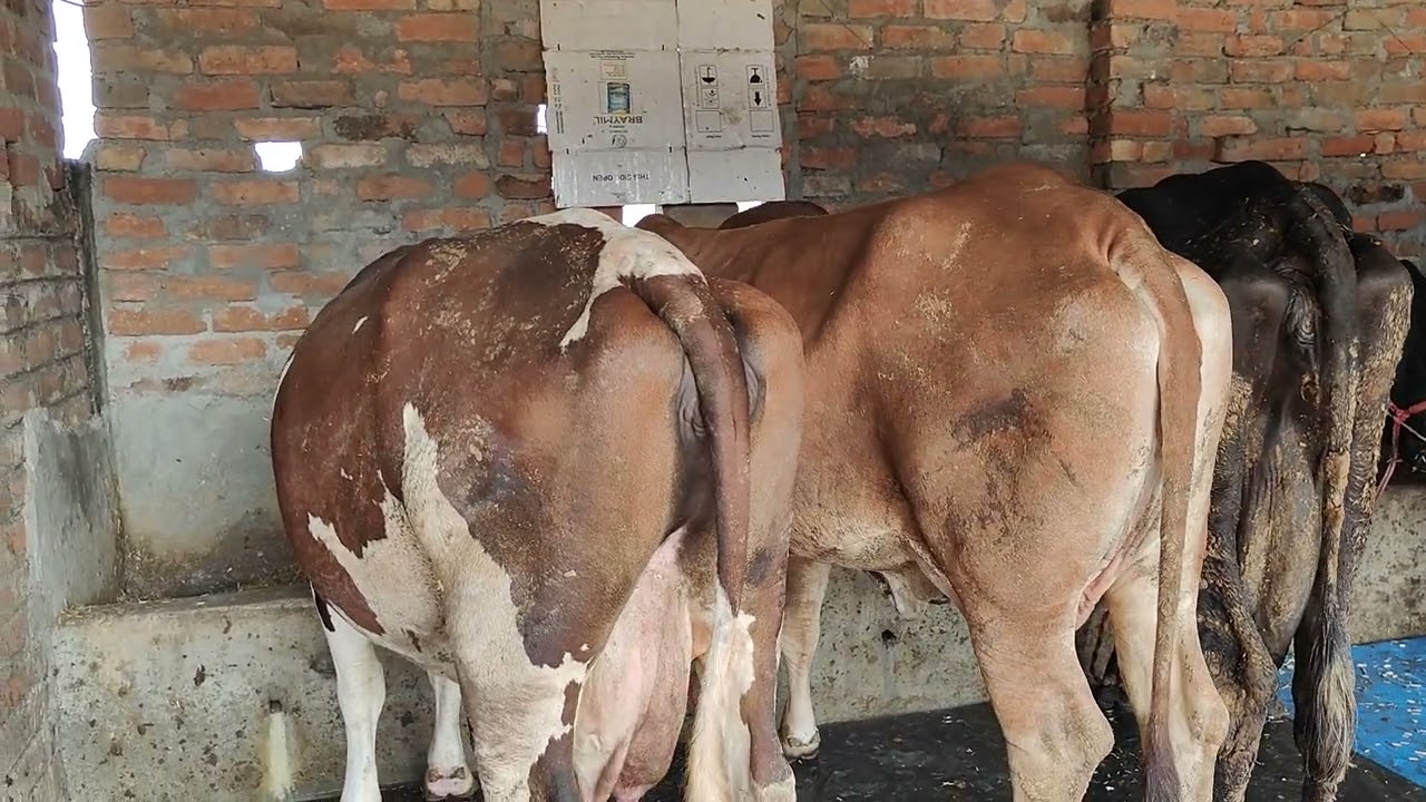 Gay ka khana de rahe hai 