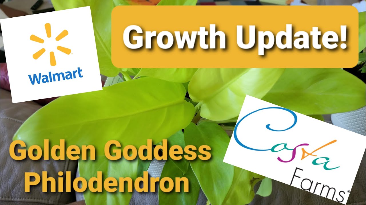 Houseplant Tour - Golden Goddess (Philodendron Thai Sunrise) Update!