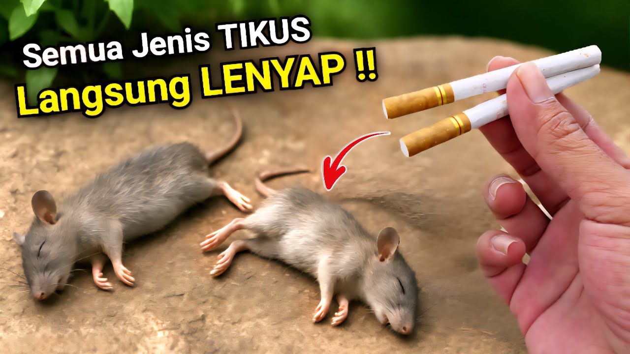 RATUSAN TIKUS LENYAP dalam sekejap‼️