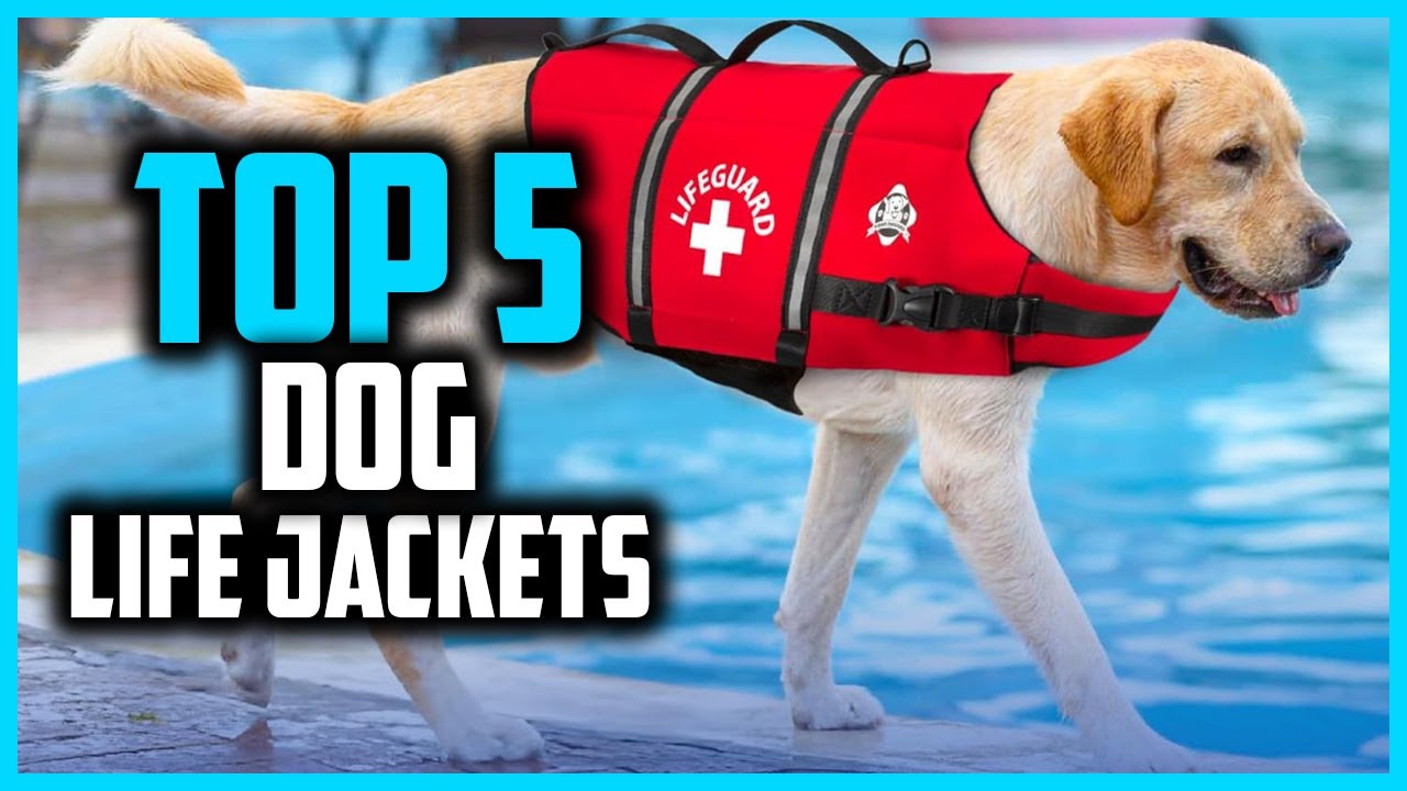 ✅ Top 5  Best Dog Life Jackets of 2025
