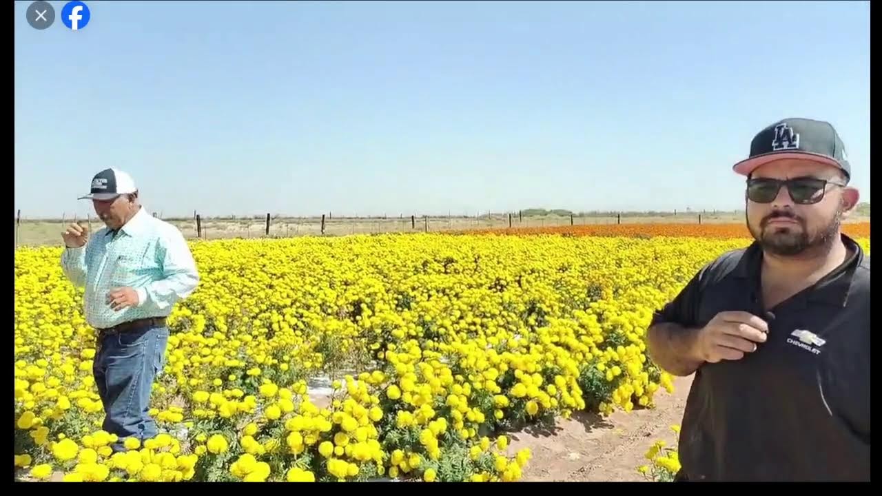 Cempasuchil en Barranco Blanco