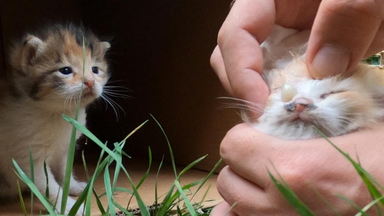 Trying to save poor little kitten's infected eye from going blind