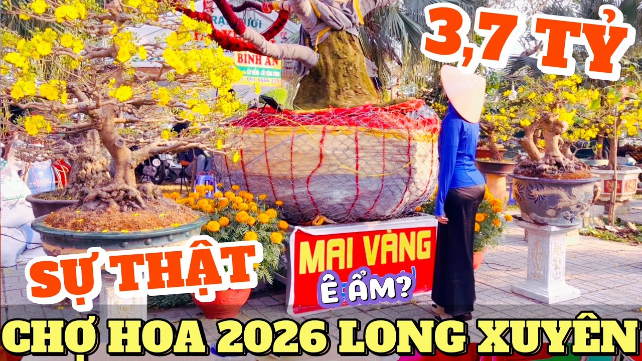Đi tìm cây mai 3,7 tỷ chấn động chợ hoa Long Xuyên 29 Tết 2026 trăm vườn báo giá mai xổ rẻ ngày cuối