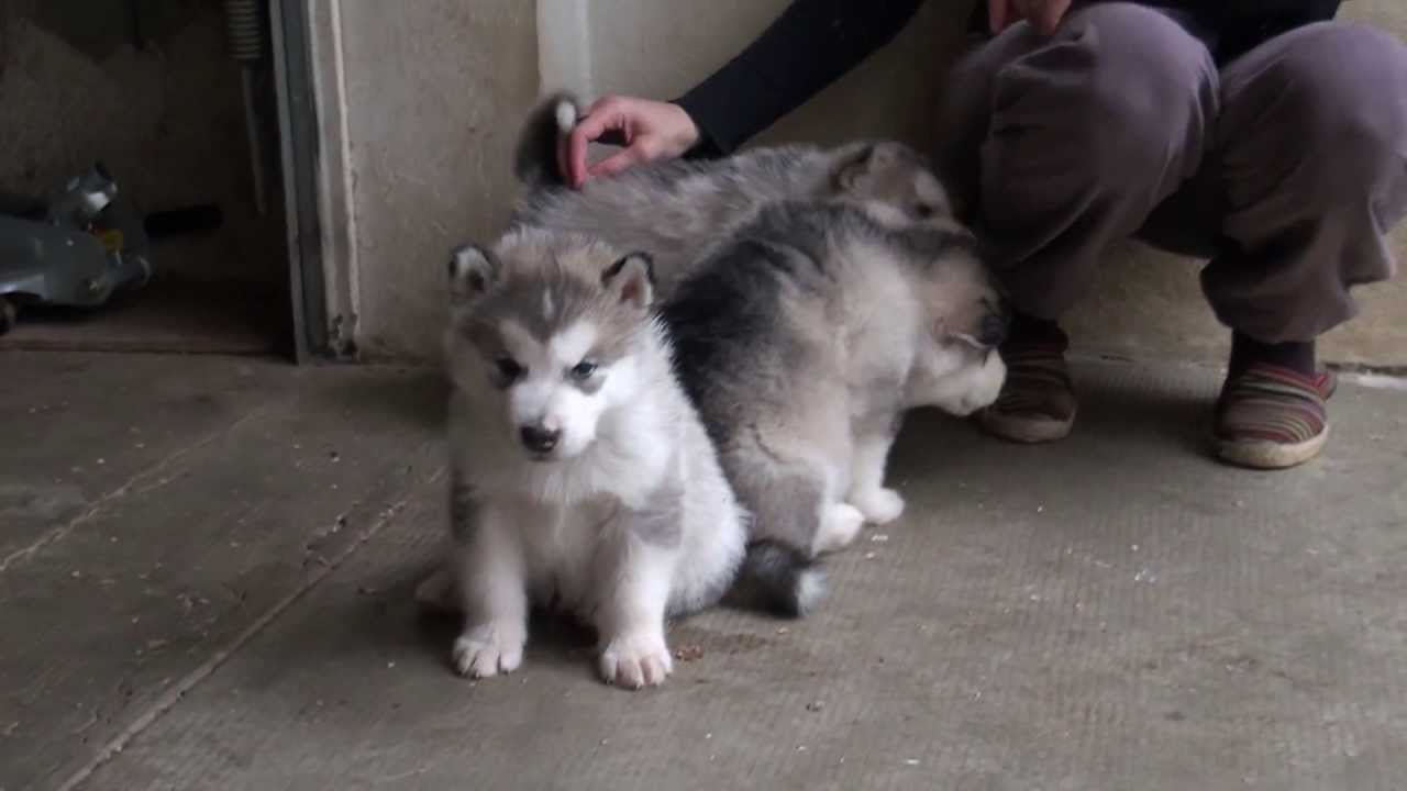 Chiots Malamute d'Alaska 2013 00112
