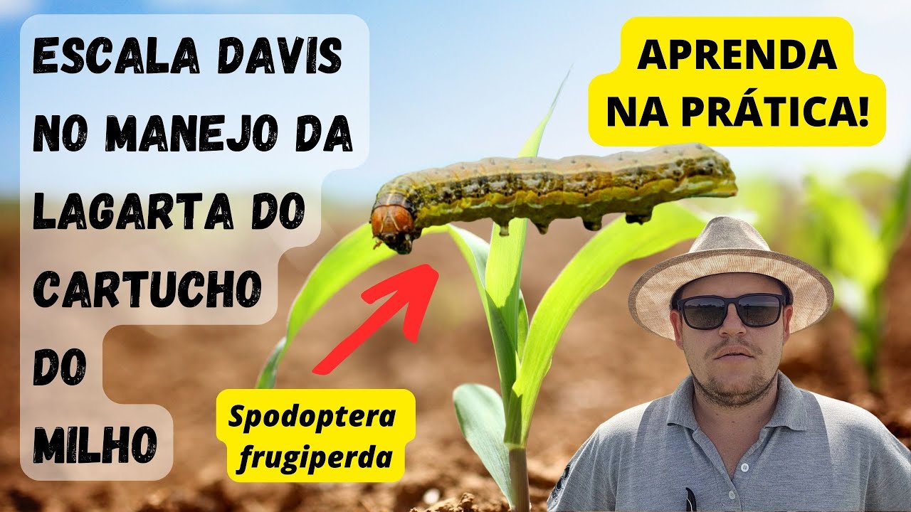 PROBLEMAS COM A LAGARTA DO CARTUCHO? VEJA AS SOLUÇÕES NO CONTROLE DESSA PRAGA NO MILHO