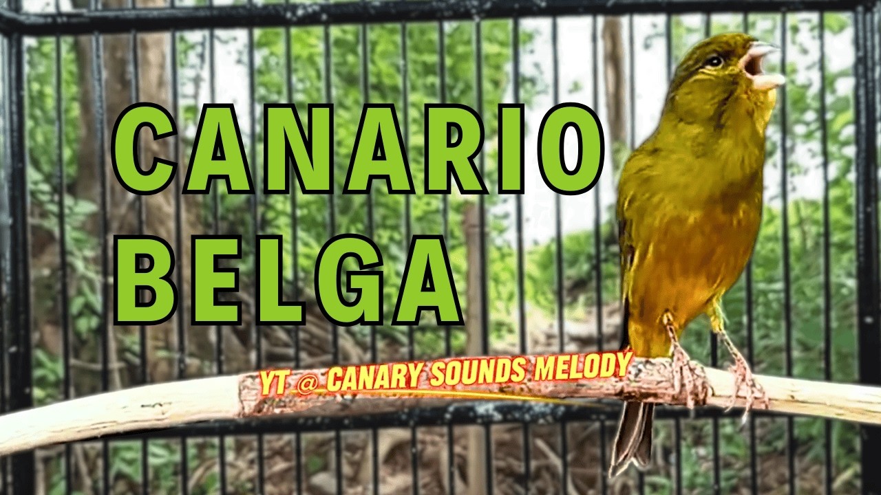 CANÁRIO BELGA CANTANDO MUITO: O Melhor Estímulo para seu Pássaro Cantar! 005