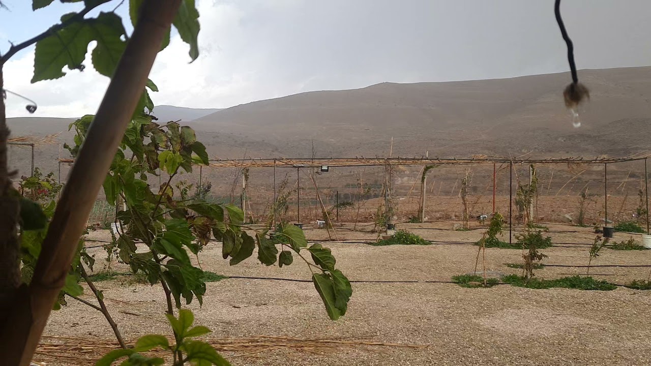 صوت المطر في المزرعه