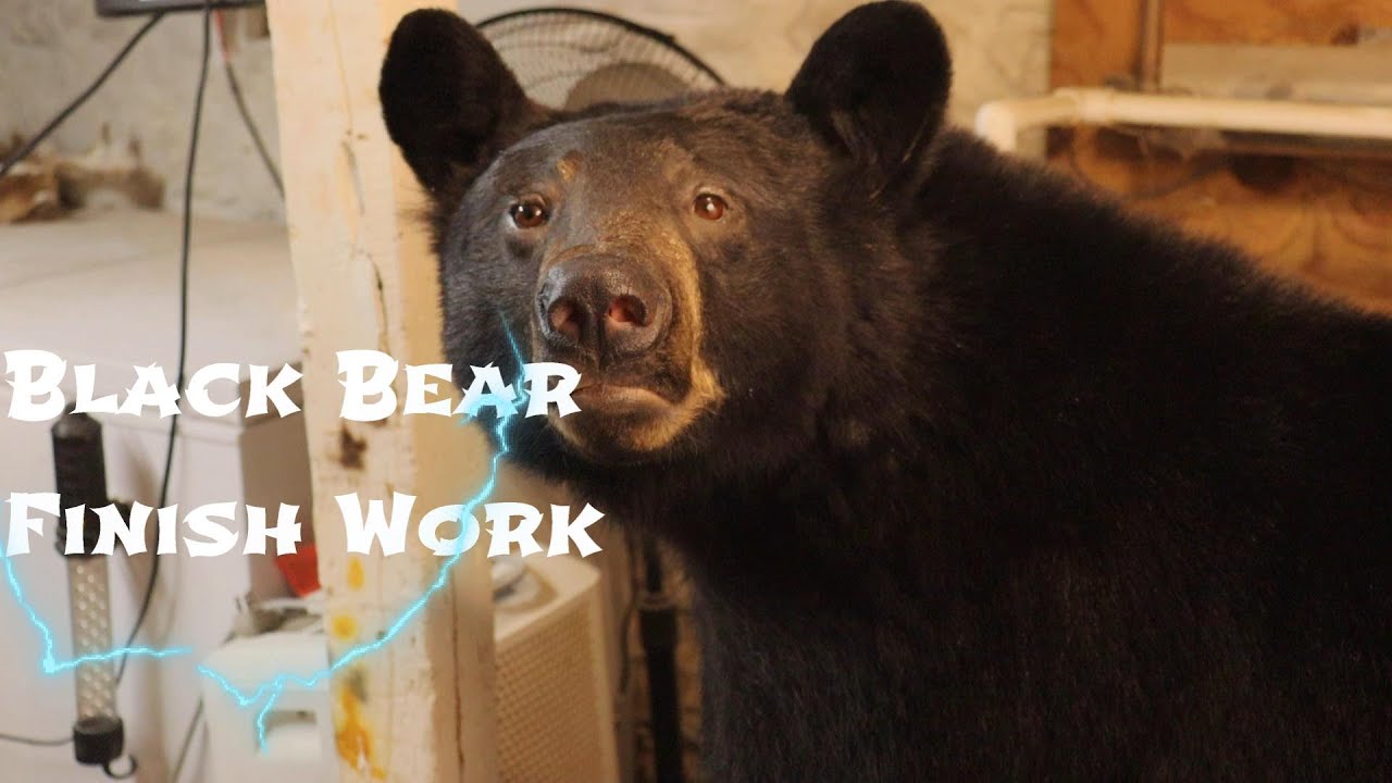 Black Bear Taxidermy Finish Work