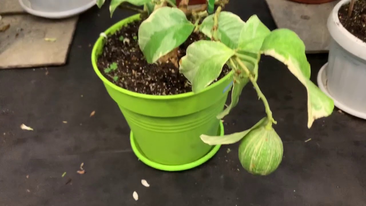 Лимон Эврика розовый пестролистный Eureka Pink Variegata